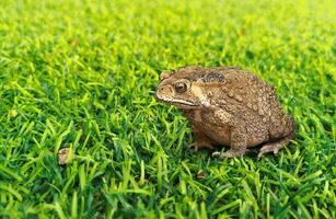 Common toad or Southeast Asian toad on green grass photo