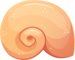 Colorful tropical shell png.Summer concept in cartoon style. Illustration isolated on transparent background. png
