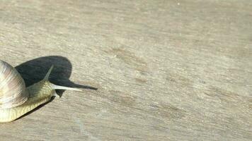 Closeup of a vineyard snail crawling in summer time on a wooden surface video