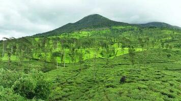 antenne visie van thee plantage in een mistig ochtend- in wonosobo, centraal Java, Indonesië video