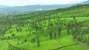 Antenne Aussicht von Tee Plantage im ein nebelig Morgen im Wonosobo, zentral Java, Indonesien video