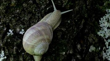 Closeup of a vineyard snail in summer time. Free space for a text video