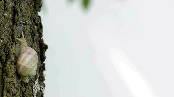 Closeup of a vineyard snail in summer time. Free space for a text video