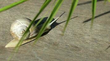 fermer de une vignoble escargot rampant dans été temps sur une en bois surface video