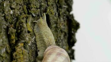 Closeup of a vineyard snail in summer time. Free space for a text video