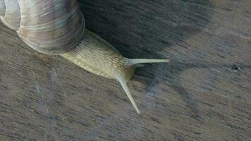 Closeup of a vineyard snail crawling in summer time on a wooden surface video