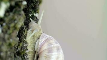 Closeup of a vineyard snail in summer time. Free space for a text video