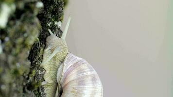 Closeup of a vineyard snail in summer time. Free space for a text video