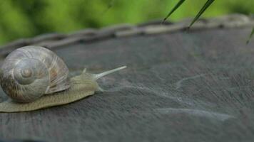 fermer de une vignoble escargot rampant dans été temps sur une en bois surface video