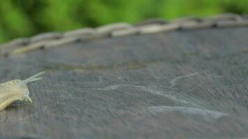avvicinamento di un' vigneto lumaca strisciando nel estate tempo su un' di legno superficie video