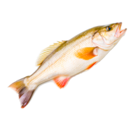 Fresh Sea Fish  Generative Ai png
