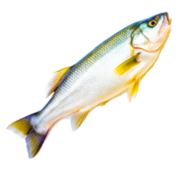 sardinha arco Iris peixe generativo ai png