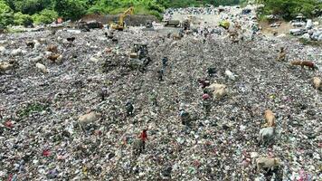 aereo Visualizza di un' città cumulo di rifiuti centro pieno di spazzatura. mandria di mucche mangiare spazzatura nel un' discarica. ecologia e Salute questioni. video