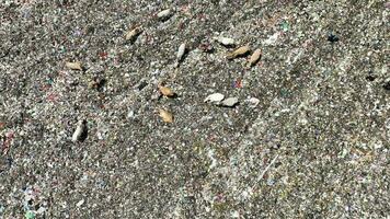 Aerial view of a city dump center full of trash. Herd of cows eating garbage in a landfill. Ecology and health issues. video