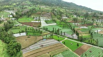 aereo Visualizza di terrazzato verdura piantagione su tambi collina accanto montare sindoro, wonosobo, centrale Giava, Indonesia video