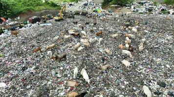 vue aérienne d'un centre de décharge de la ville plein de déchets. troupeau de vaches mangeant des ordures dans une décharge. questions d'écologie et de santé. video