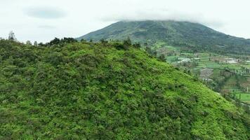 aéreo ver de aterrazado vegetal plantación en también colina junto a montar sindoro, wonosobo, central Java, Indonesia video