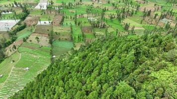 aérien vue de en terrasse légume plantation sur aussi colline à côté de monter sindoro, wonosobo, central Java, Indonésie video