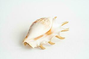 Seashell aesthetic. Minimalistic still life of sea shell. photo