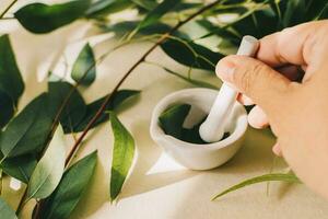 Pharmacologist pounding eucalyptus leaves in mortar on table. photo