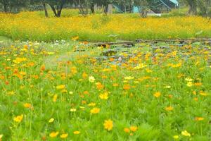 Orange flowers blooming in the garden of Bangkok, Thailand photo