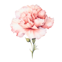 ai generated clipart carnation bouquet painted with watercolor technique png