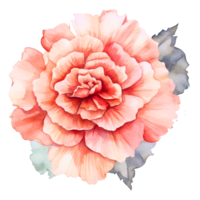 ai generated clipart carnation bouquet painted with watercolor technique png