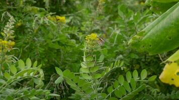 Monarch butterfly  Danaus plexippus  on yellow acacia flower, slow motion video