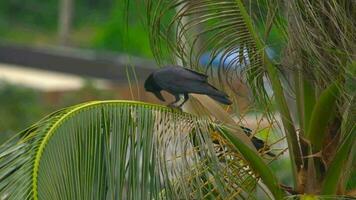 A crow on a coconut palm eats a fruit video