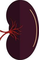 Spleen icon in color with half shadow for human body. vector