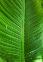 Green leaf texture close up. Natural pattern. photo