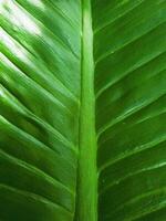 Green leaf texture close up. Natural pattern. photo