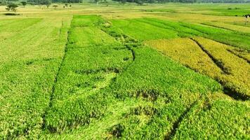 aéreo ver de arroz campos Listo a cosecha en geblek menoré, Indonesia video