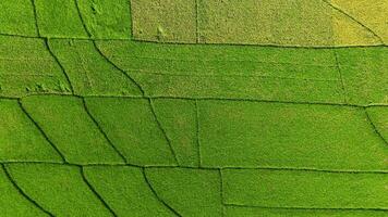 Antenne Aussicht von Reis Felder bereit zu Ernte im geblek Menoreh, Indonesien video