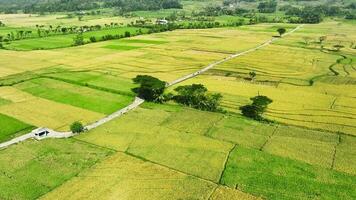 antenne visie van rijst- velden klaar naar oogst in geblak menoreh, Indonesië video