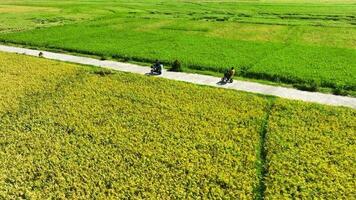 aereo Visualizza di riso i campi pronto per raccogliere nel geblek menore, Indonesia video