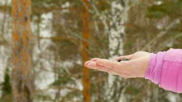 Chickadee bird in women's hand eat seeds, winter, slow motion video