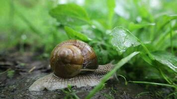 römisch Schnecke im das Regen Wald, Schnecke im Nahansicht video