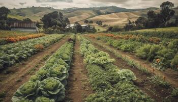 Agriculture industry harvests healthy food in a non urban landscape generative AI photo