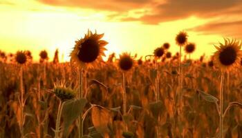 Vibrant sunflower blossom back lit by dawn orange sunlight generated by AI photo