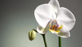 Exotic moth orchid blossom, a gift of organic elegance generated by AI photo