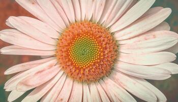 Yellow daisy petal, vibrant in sunlight, surrounded by green meadow generated by AI photo