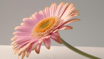 Macro focus on single gerbera daisy blossom in vibrant pink generated by AI photo