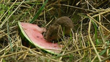Small brown field mouse sits in the dry grass and eats a piece of watermelon video