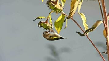 goldfinch sits on a sunflower and picks out the seeds video
