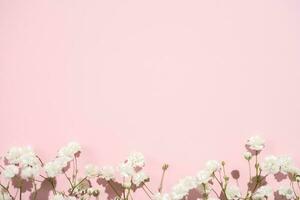 Baby's breath gypsophila on pink background with shadow photo