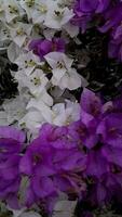 bougainvillea lila och rosa blommig videoklipp video