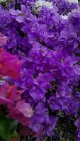 bouganville viola e rosa floreale video