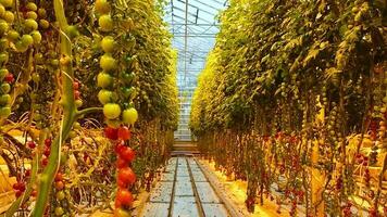 South Iceland-2nd march, 2023 - tomato plants and paths in Fridheimar-visitors friendly tomato farm greenhouse.Famous travel destination on golden circle route. Agriculture Iceland video
