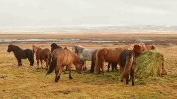 wit bruin IJslands paarden staat in de centrum van weiland kudde eten voeden Aan gras Aan IJsland duidelijk velden in voorjaar video